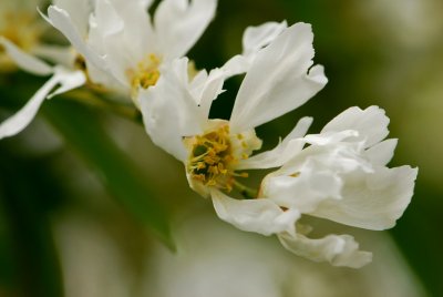 Exochorda racemosa - hroznovec hroznatý - květ